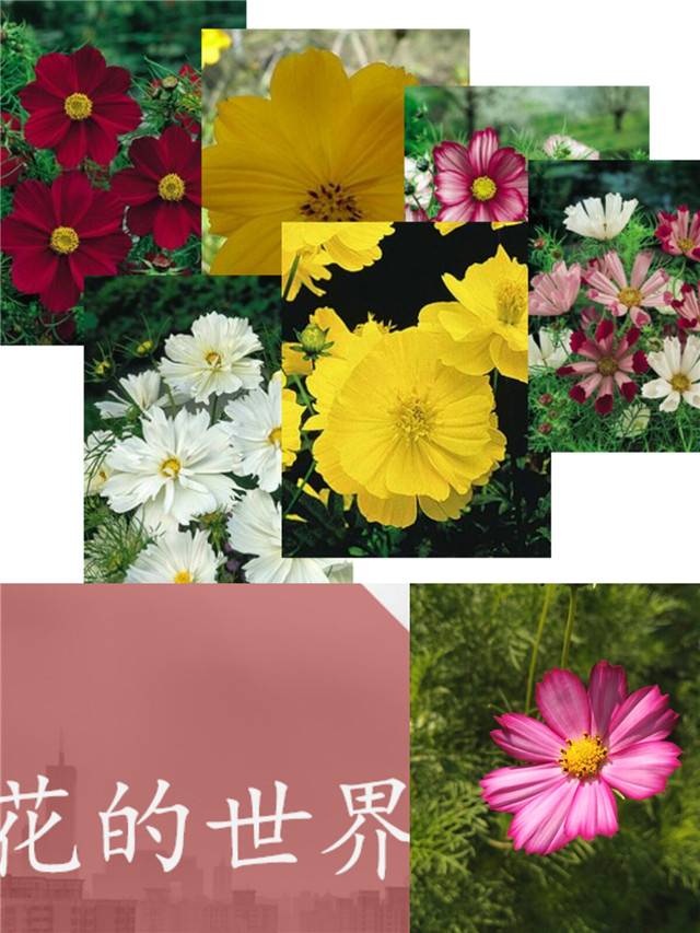【完满演绎·课堂篇】生命多彩,尽在发现(一)