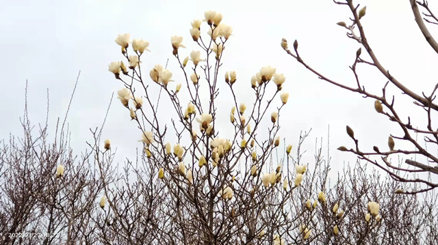 【风和日暖·导师篇】踏春赏花 感受春之美