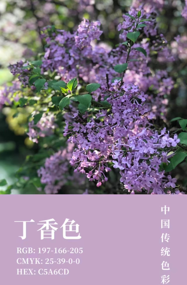 【完满演绎·课堂篇】致青春斑斓色彩,记校园芳草诗会