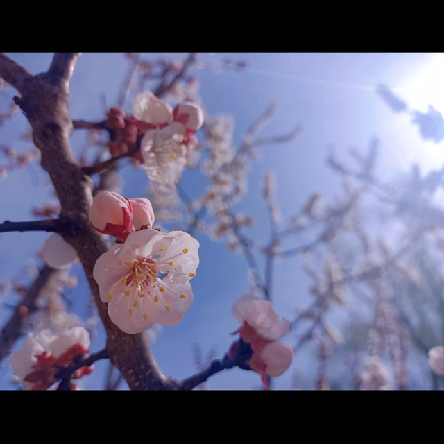 【风和日暖·导师篇】踏春赏花 感受春之美