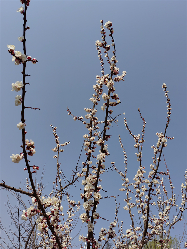 【书院直击·导师篇】晨曦英语——远景学院晨间打卡活动进行时